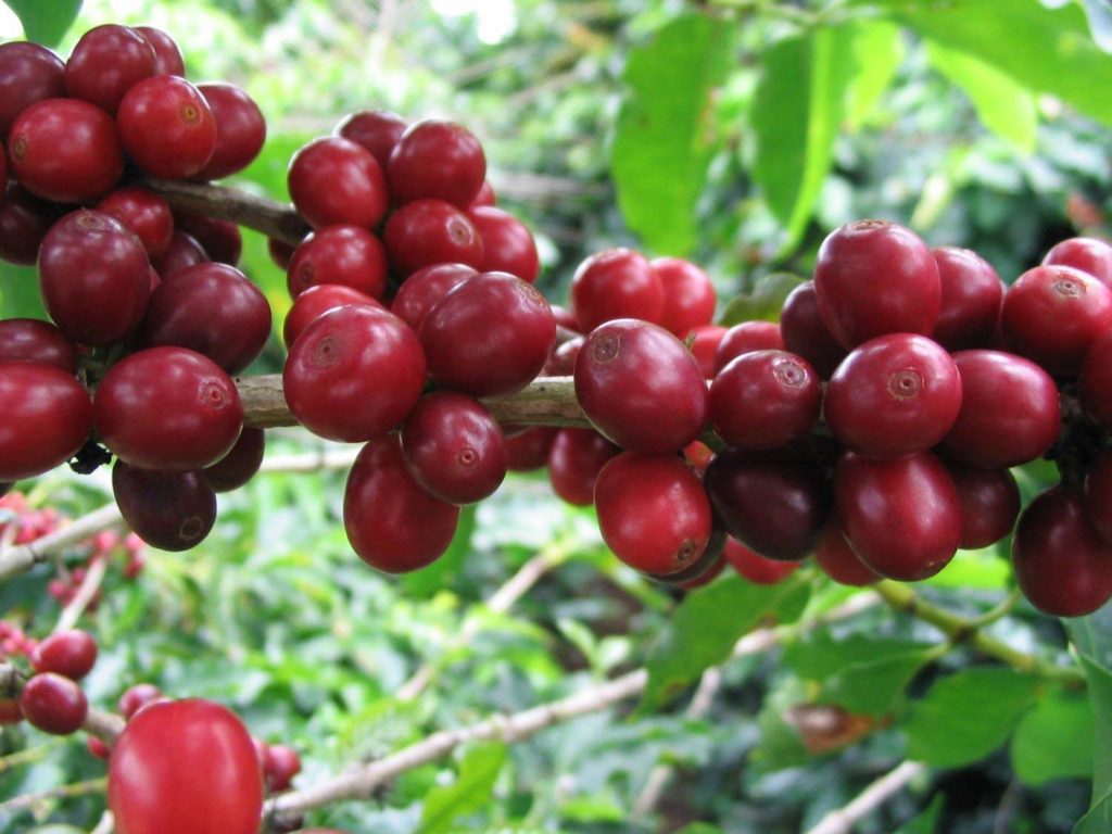 coffee offers floral jasmine aroma, bright medium bodied flavor with hints of black currant and a chocolate finish