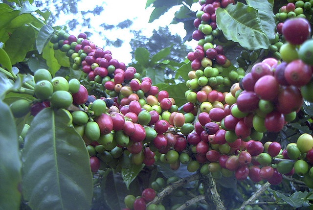 Jamaica Blue Mountain has been an admired coffee since at least the early 19th century, 