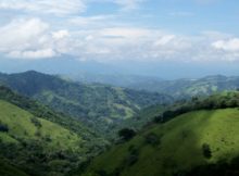 Jamaica blue moutains coffee trees