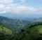 Jamaica blue moutains coffee trees